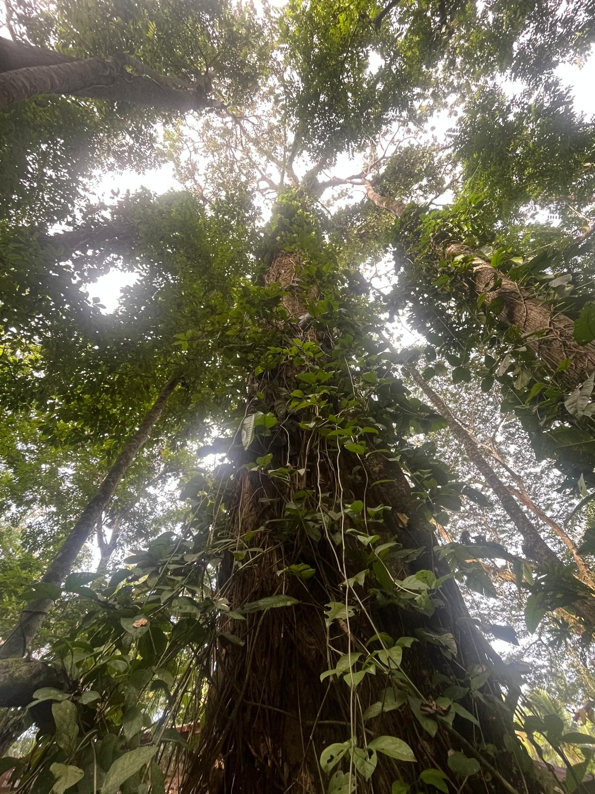 Arbre ArborEssence